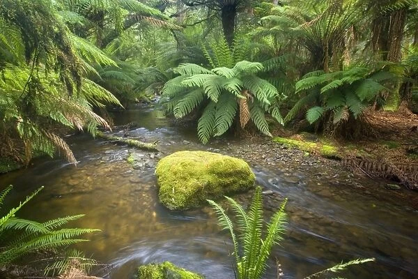 creek in temperate rainforest - a creek meanders through lush, cool temperate rainforest, which is dominated by ferns and lichen and moss-covered trees - Mount Field National Park, Tasmania, Australia