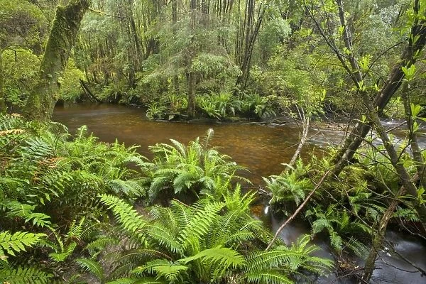 creek in temperate rainforest - magnificent Nelson Falls creek meanders through lush, cool temperate rainforest, which is dominated by ferns and lichen and moss-covered trees - Nelson Valley, Franklin-Gorden Wild Rivers National Park, Tasmania