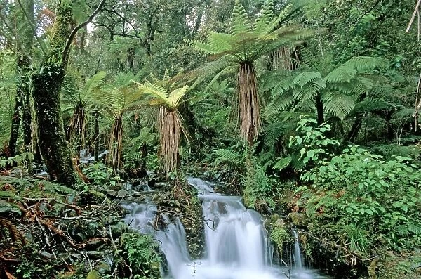 Creek with Tree Ferns