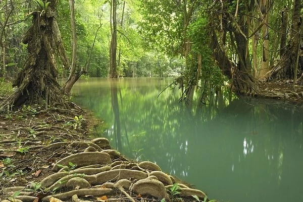 Creek - with tree roots Kheaun Sri Nakarin N. P. Kanchanaburi province, Thailand