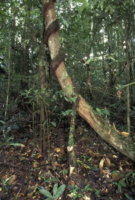 Framed Print : Creeper - rolling up the trunk of a tree. French Guiana Framed Print : Creeper - rolling up the trunk of a tree. French Guiana