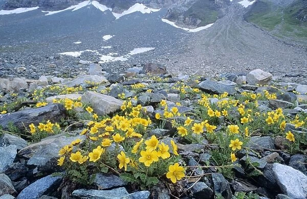 Creeping Avens Alpine Flower Austrian Alps