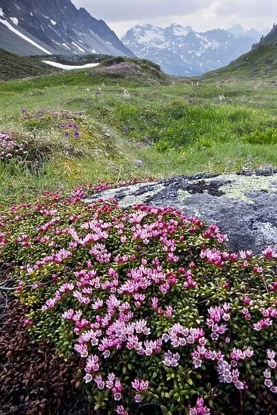 Creeping Azalea  /  Trailing Azalea - in very flowery mats, on the Albula Pass, Switzerland