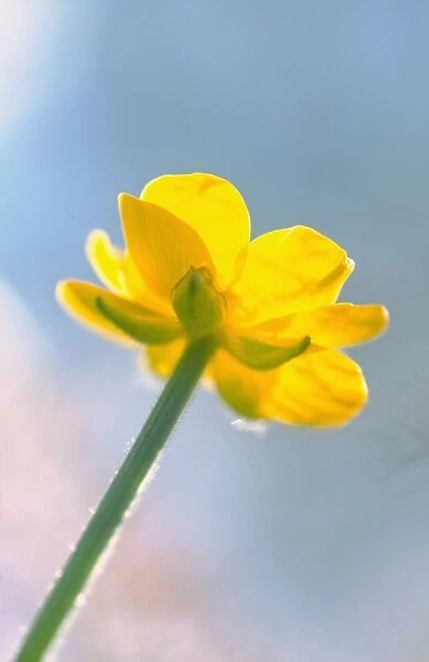 Creeping Buttercup - flower against sky Norfolk UK