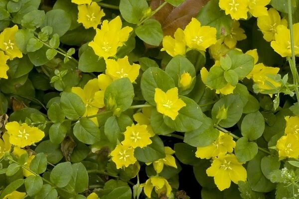 Creeping jenny (Lysimachia nummularia); widespread old woodland plant in UK