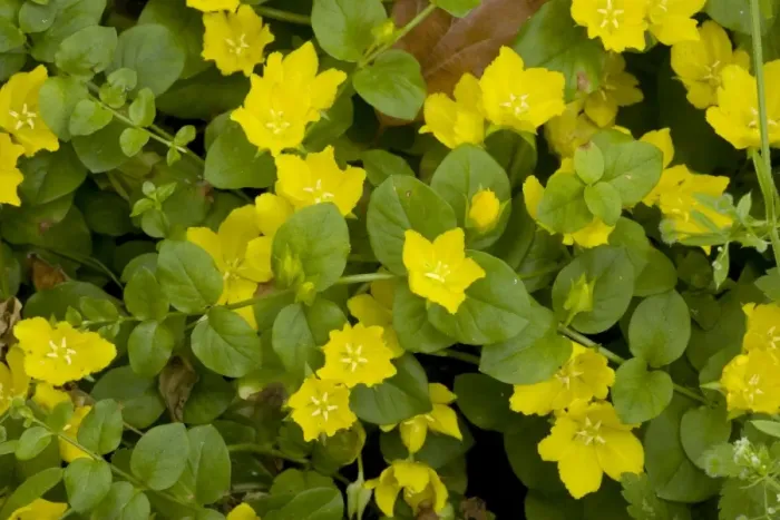 Framed Print : Creeping jenny (Lysimachia nummularia); widespread old woodland plant in UK Framed Print : Creeping jenny (Lysimachia nummularia); widespread old woodland plant in UK