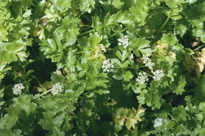 Framed Print : Creeping Marshwort Framed Print : Creeping Marshwort