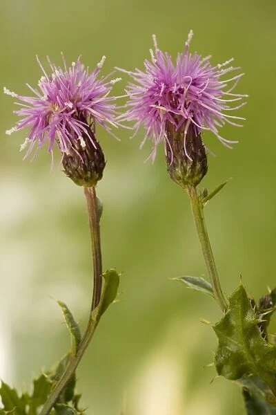Creeping thistle (Cirsium arvense) in flower. Widespread weed. Dorset