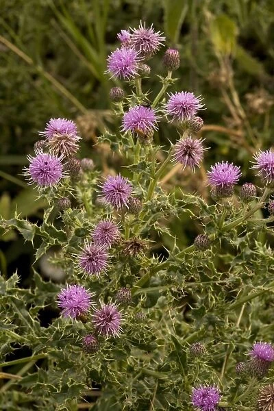 Creeping thistle (Cirsium vulgare). Common and widespread weed
