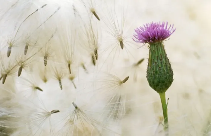Framed Print : Creeping Thistle - flower & seeds Framed Print : Creeping Thistle - flower & seeds