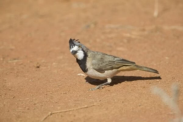 Crested Bellbird - male near Ti Tree, Northern Territory, Australia
