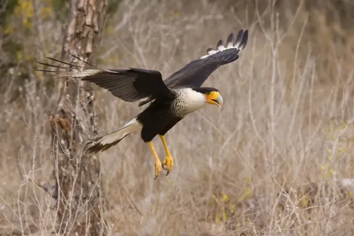 Framed Print : Crested Caracara - in flight South Texas in March Framed Print : Crested Caracara - in flight South Texas in March