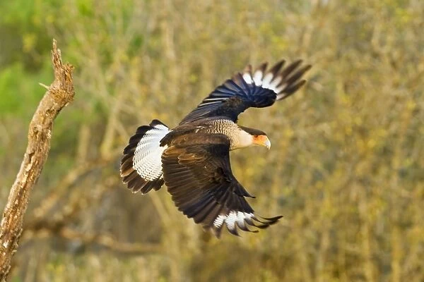Crested Caracara - in flight South Texas in March