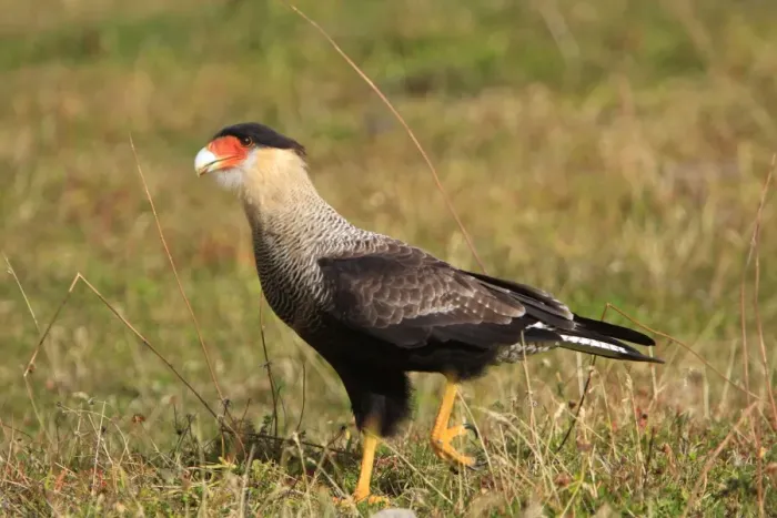 Framed Print : Crested Caracara. Magallanes Peninsula - Patagonia - Argentina Framed Print : Crested Caracara. Magallanes Peninsula - Patagonia - Argentina