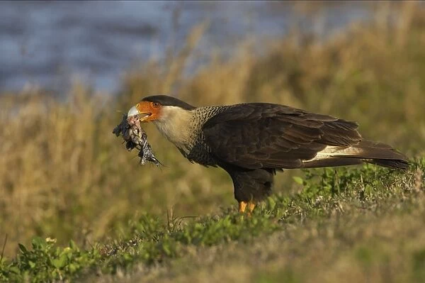 Crested Caracara - with remains of American Coot, scavanging Viera Wetlands, florida, USA BI001279