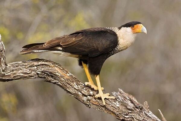 Crested Caracara South Texas in March