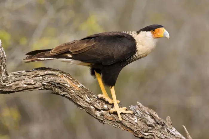Framed Print : Crested Caracara South Texas in March Framed Print : Crested Caracara South Texas in March