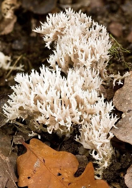 Crested Coral Fungus - among leaf litter - Old woodland - Wiltshire - UK