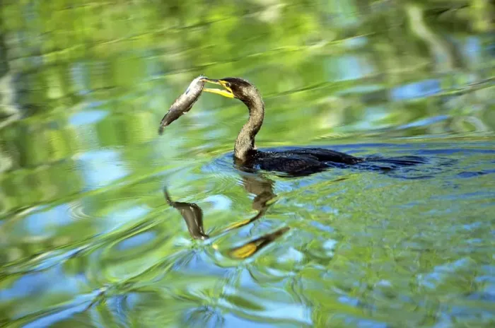 Framed Print : Crested Cormorant - with fish in beak - Everglades National Park Framed Print : Crested Cormorant - with fish in beak - Everglades National Park