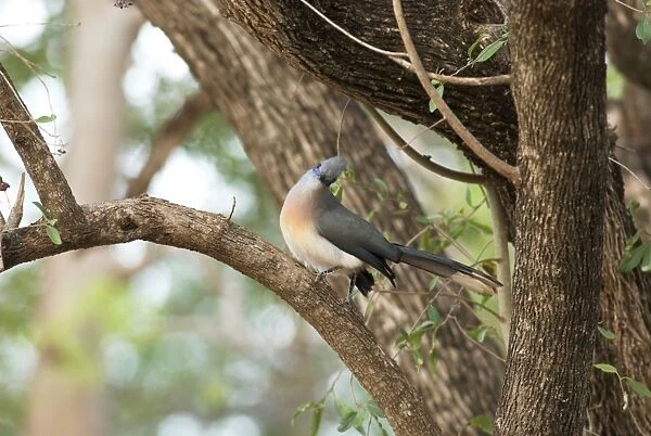 Crested Coua - endemic. On branch Berenty, Madagascar