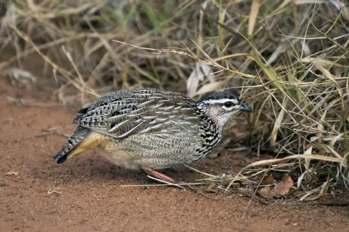 Framed Print : Crested Francolin - foraging - Eastern and southern Africa, west through Botswana to northern Namibia. Sirheni, Kruger National Park, South Africa Framed Print : Crested Francolin - foraging - Eastern and southern Africa, west through Botswana to northern Namibia. Sirheni, Kruger National Park, South Africa