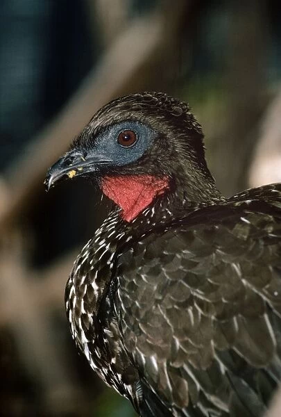 Crested Guan - South America