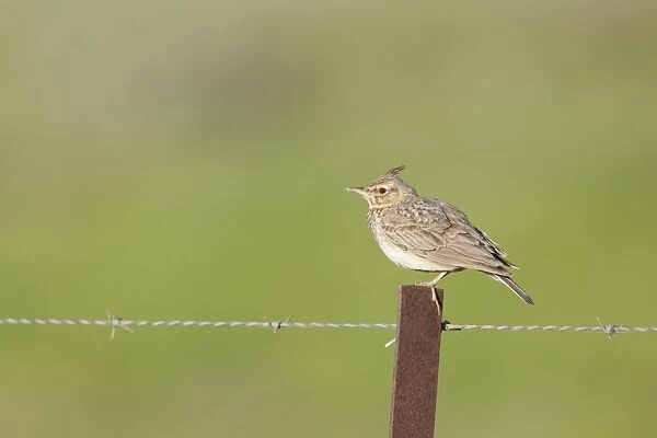 Crested Lark - adult perching on a fence post - Coto Donana - Southern Spain