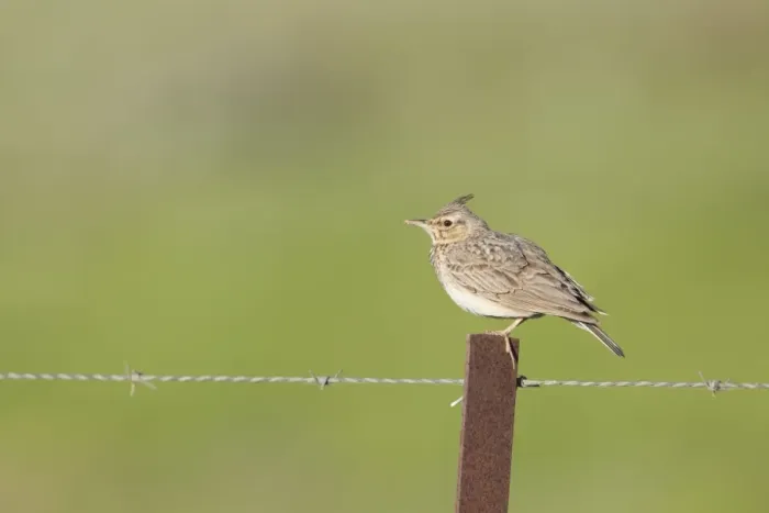 Framed Print : Crested Lark - adult perching on a fence post - Coto Donana - Southern Spain Framed Print : Crested Lark - adult perching on a fence post - Coto Donana - Southern Spain