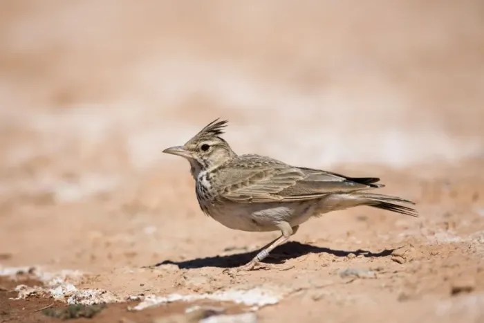 Framed Print : Crested Lark - on ground - Spain Framed Print : Crested Lark - on ground - Spain