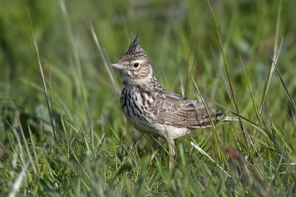 Crested Lark - on meadow, Extremadura, Spain