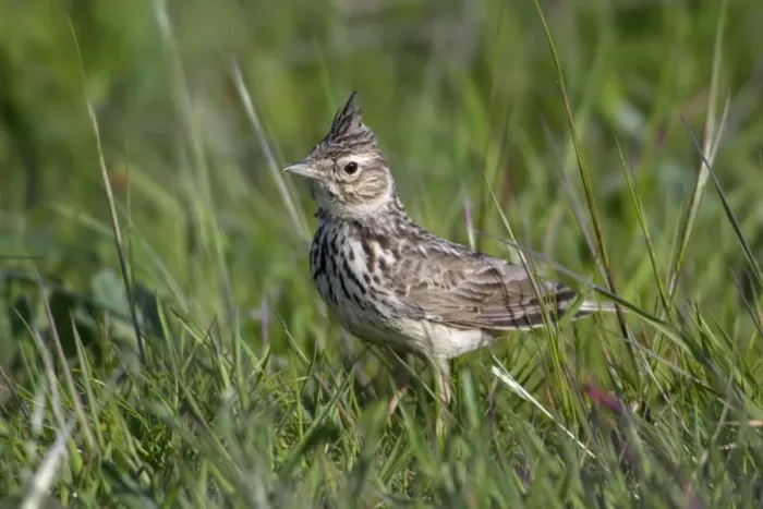 Framed Print : Crested Lark - on meadow, Extremadura, Spain Framed Print : Crested Lark - on meadow, Extremadura, Spain