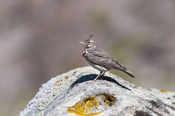 Crested Lark - perched on rock - Lesvos