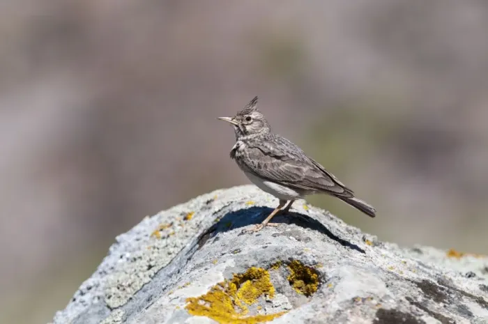 Framed Print : Crested Lark - perched on rock - Lesvos Framed Print : Crested Lark - perched on rock - Lesvos