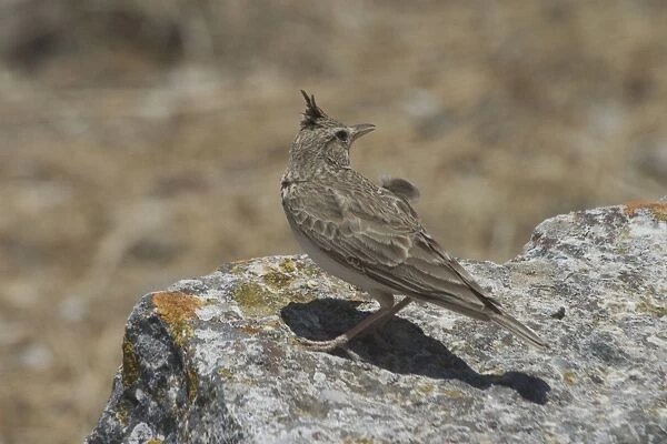 Crested Lark, perched. At the Roman ruins of Dougga in Tunisia, North Africa