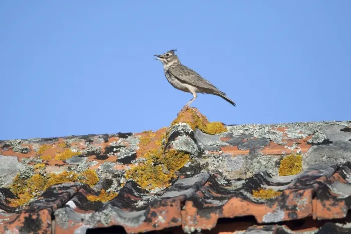 Framed Print : Crested Lark - perched on roof singing, Alentejo, Portugal Framed Print : Crested Lark - perched on roof singing, Alentejo, Portugal