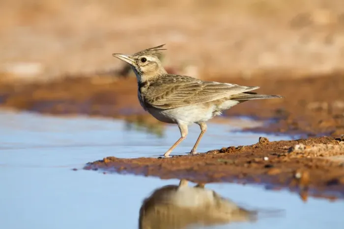 Framed Print : Crested Lark - by pool on the ground - Spain Framed Print : Crested Lark - by pool on the ground - Spain