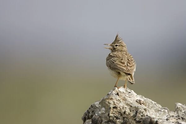 Crested Lark - Singing while perched on a stone - Spain