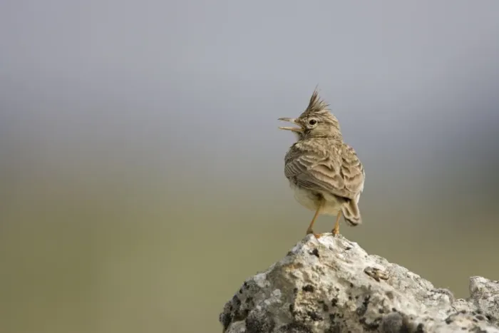 Framed Print : Crested Lark - Singing while perched on a stone - Spain Framed Print : Crested Lark - Singing while perched on a stone - Spain
