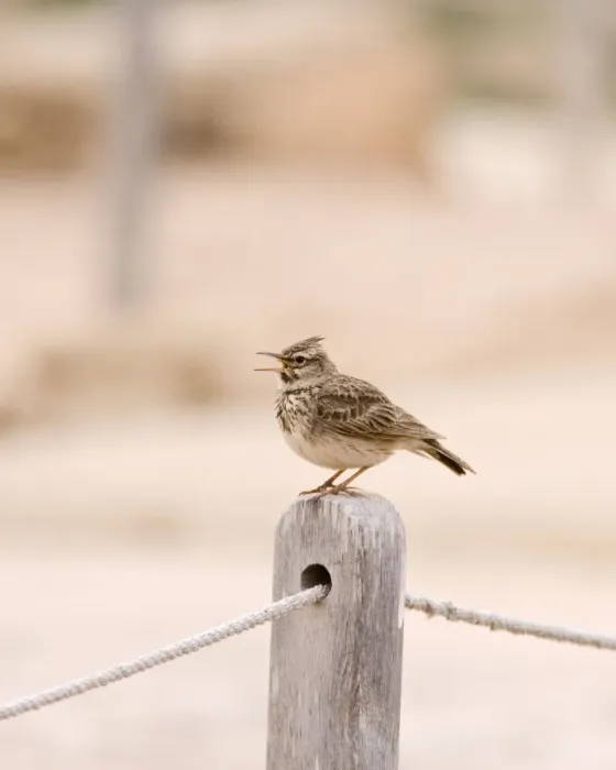 Framed Print : Crested Lark – singing on post Cyprus 004022 Framed Print : Crested Lark – singing on post Cyprus 004022