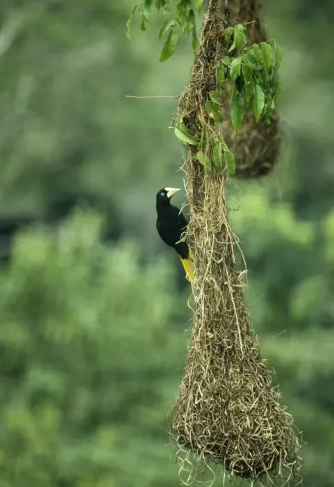 Framed Print : Crested Oropendola Female on nest. Roraima, Brazil, South America Framed Print : Crested Oropendola Female on nest. Roraima, Brazil, South America