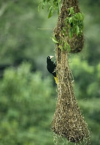 Crested Oropendola Female on nest. Roraima, Brazil, South America