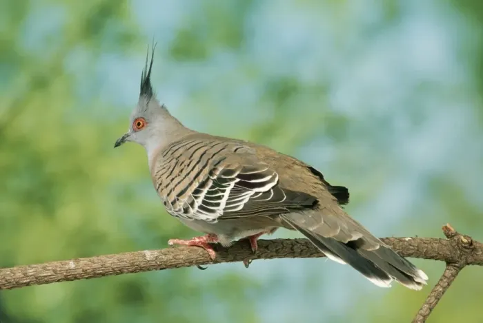 Framed Print : Crested Pigeon Framed Print : Crested Pigeon