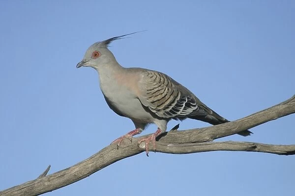 Crested Pigeon Arid Lands Botanic Gardens, Port Augusta, S. A. Australia