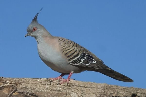 Crested Pigeon Found almost throughout Australia except for Western Australian deserts. Inhabits open grassy woodlands and scrublands. Around outback stations and townships. Avoids dense wet coastal forests