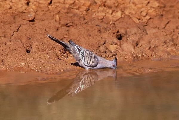 Crested Pigeon Drinking, Australia