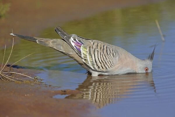 Crested Pigeon - drinking at pool - east of the airstrip at Ti Tree - Northern Territory - Australia