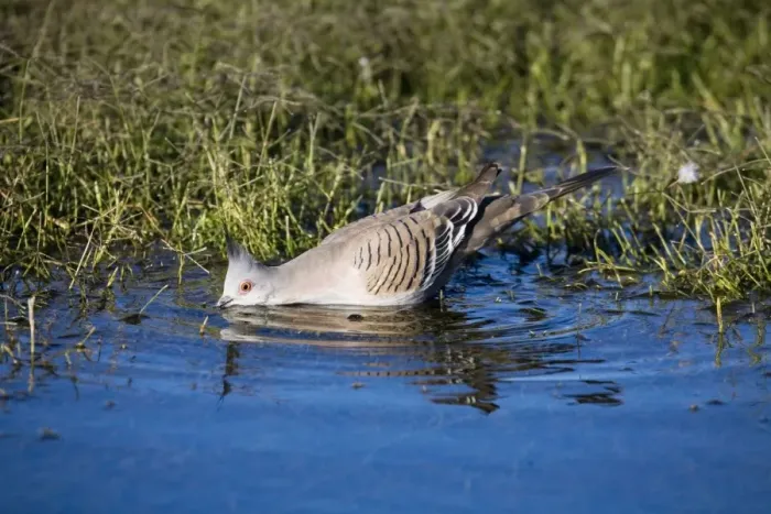 Framed Print : Crested Pigeon - Drinking from waterhole - Well 33 Canning Stock Route, Western Australia Framed Print : Crested Pigeon - Drinking from waterhole - Well 33 Canning Stock Route, Western Australia