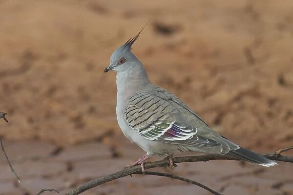 Crested Pigeon At Lajamanu an aboriginal settlement on the northern edge of the Tanami Desert, Northern Territory, Australia. Inhabits woodlands, shrublands, country towns, roadside trees, farmlands, stockyards. Always in reach of water