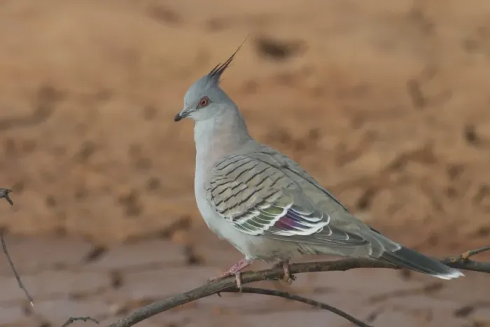 Framed Print : Crested Pigeon At Lajamanu an aboriginal settlement on the northern edge of the Tanami Desert, Northern Territory, Australia. Inhabits woodlands, shrublands, country towns, roadside trees, farmlands, stockyards. Always in reach of water