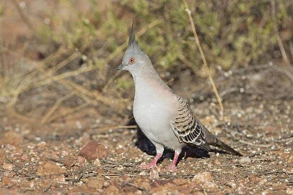 Crested Pigeon - near Ti Tree - Northern Territory - Australia